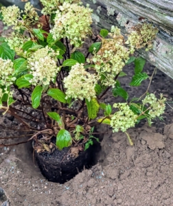 In the ground, the plant should sit at the same depth it was in the pot.