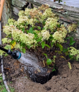 This plant is given a thorough watering before it is backfilled.