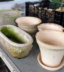 Forcing bulbs is one of the easiest gardening processes. Any waterproof container can be used for forcing bulbs – just be sure there is about three to four inches of space below the bulbs to accommodate root growth.