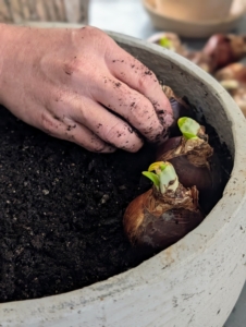 Next, using his hands, Ryan carefully places each bulb. The bulbs should be placed deep enough so they can be fully covered. Ryan gently pushes each bulb down into the soil, so it is well-anchored. And remember, pointed end faced up and root end facing down.