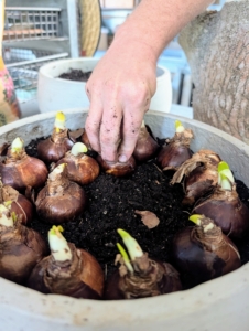 Ryan uses enough bulbs to fill the container. They can be crowded together or spaced out.