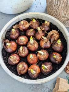 There are two types of bulbs for indoor growing: those you need to chill and those you don’t. These bulbs do not need chilling. These can either be forced using soil or by using gravel and water. Ryan uses soil. These bulbs will grow easily in well-drained soil and good daylight.