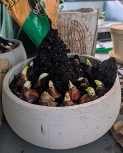 Ryan fills the pot with more potting soil mix to cover the bulbs.