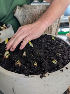 He spreads the soil evenly over the bulbs with just the tips showing through the soil.
