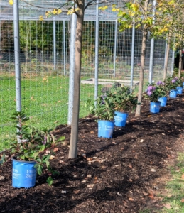 I decided to put these BloomStruck® Bigleaf Hydrangeas outside the peafowl and goose enclosure. Two other sides of this large pen are already planted with the same variety.