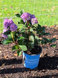 These mophead blooms measure three to five inches across. They bloom in rose-pink or violet blue, depending on pH of the soil.