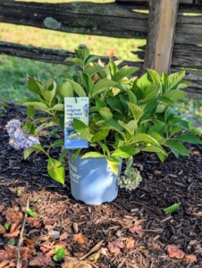 The Endless Summer Original Hydrangea is a popular, cold-hardy shrub known for its vibrant blooms that can also change color based on soil pH. A selection of these is across from the bird pen.
