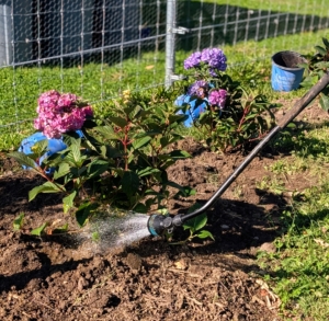 Here, these newly planted hydrangeas are given another good drink of water. I always say, "if you drank today, so should your plants."