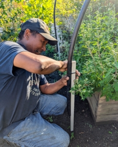 Pete cuts several pieces of hose to create hoops over the beds and secures the ends to the stakes already pounded into the soil along both sides.