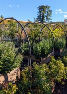 Here is a view of the hoop house frame.