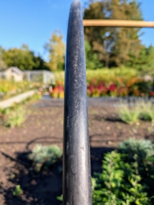 We're expecting some low temperatures this week that could bring a little frost so I asked my team to find a way to protect the mums outdoors. Pete came up with a temporary hoop house using old unused plumbing hoses and wooden stakes.