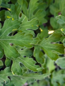 The leaves of chrysanthemums are small to medium in size, thin, flat, and ovate, averaging up to 10 centimeters in length.