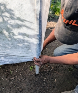 Next, Pete drapes a special frost row cover over the frame and secures it. This Agribon cover is from Johnny's Selected Seeds. Frost covers provide varying degrees of protection depending on the thickness and grade.