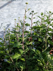 There is plenty of room to develop and the plants are now well-blocked from any cold, strong winds and rain.