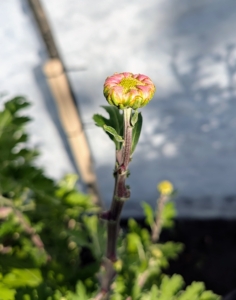 And look, they'll soon be blooming in beautiful bold colors. I can't wait!