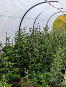 It's fine to leave the ends open as long as the plants have protection from the sides.