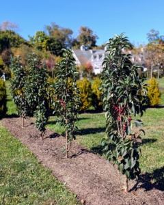 I can't believe how the maze is looking - it's almost done, and all the trees and shrubs and other plants are all thriving.