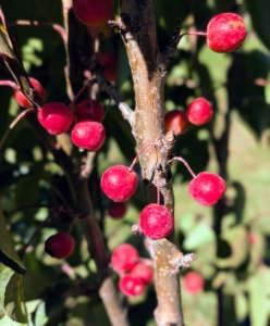 These crabapples typically produce fruit in late summer to early fall. The red berries attract many birds.