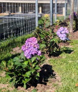 It’s always important to do research before planting. Make sure to consider the plant’s mature size and light needs when selecting a space. And remember, perennials grow slowly the first year, faster the second year, and then usually reach full size in the third year. There's still time to plant your garden!