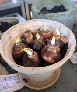 Make sure the bulbs are all facing upward and are straight.