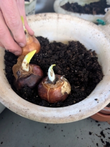 Here he fills a smaller pot with bulbs. When planting bulbs, be sure any bulbs used are heavy and free from mold, mildew, discoloration, or a peeling outer shell.