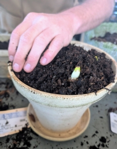 Ryan adds more soil mix to this container and then pats it down to anchor the bulbs. He also adds a generous amount of Miracle-Gro Osmocote fertilizer – small, round, yellow coated prills covering a core of nitrogen, phosphorus, and potassium.
