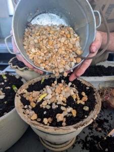 To some pots, Ryan also adds some gravel as a decorative top dressing. Gravel can help to keep the bulb stems in place.