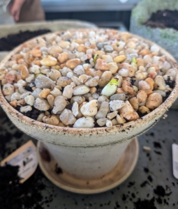And that's it. Ryan planted a good number of pots in less than an hour. The pots will be placed on shelves in my hoop house where they will get light, humidity, and water to help them grow.