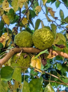 This time of year, more specifically, September and October, I also see Osage Oranges on the trees. The Osage orange, Maclura pomifera, is actually not an orange at all, and is more commonly known as a hedge-apple, horse-apple, or mock-orange. Each one is about four to five inches in diameter and filled with a dense cluster of hundreds of smaller fruits