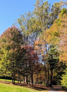 It is so beautiful this time of year when all the deciduous trees show their stunning autumn colors before dropping their leaves. Here at my farm, fall chores are now in full swing.