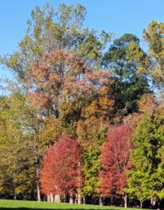 In fall, because of changes in the length of daylight and changes in temperature, leaves stop their food-making process. The chlorophyll breaks down, the green color disappears, and the yellow to gold and orange colors come out and give the leaves part of their autumn splendor.