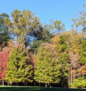 And do you know why autumn colors vary? The range of colors is influenced by several factors, including the type of tree, environmental conditions, and the timing of the leaf drop. Weather also plays a part - cooler nights and sunny days are ideal for the brightest reds and oranges.