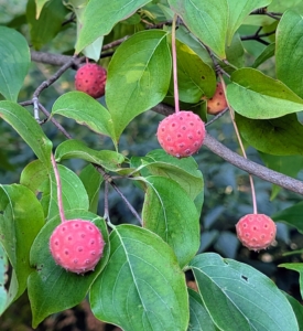 Some of the berries persist into early fall, such as these kousa dogwood fruits, which are edible. The soft pulp is sweet with a similar flavor to a ripe persimmon but it also has hard seeds inside.