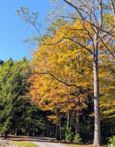 In this area, the peak of the season is expected in mid-November, when the this year's autumn color is at its best.