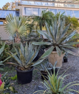 I have lots of tropical plants - agaves, Bismarkias, and other palms. They are grouped together, groomed, and repotted if necessary.