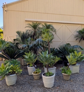 Off to the side of the pin oaks, I've started the arduous task of gathering my warm weather plants for winter storage. Many of these actually came from my home in Maine, where they are displayed for the summer months.