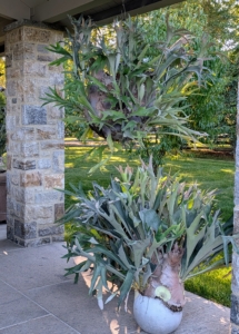 These are two of my staghorn ferns. I love displaying them under my pavilion during summer. The staghorn fern is an unusual and attractive epiphyte that thrives in the tropics. Over the years I have collected quite a few of these magnificent specimens.