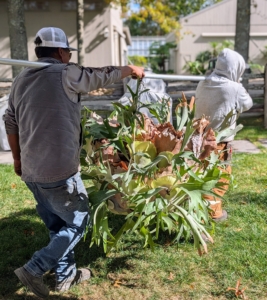 Then they walk it across the carriage road to the hoop house - never do they even have to touch the fragile staghorn.