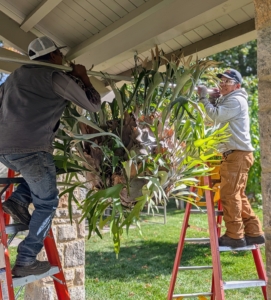 Once Ryan is done trimming, Pete and Phurba gingerly remove the fern from its hook if it is hanging. They do this with a long steel rod that can carry the heavy weight of the plant.