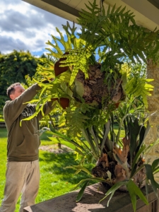 Here, Ryan grooms each one before it is carried into the greenhouse. Ryan removes any dead or damaged fronds. Doing this will encourage the plant to produce new growth and maintain overall health.