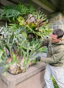 Ryan also assesses its shape and makes his cuts accordingly. Trimming a staghorn fern can be done any time of year, but I like to groom all my tropical plants before they are stored for the season.