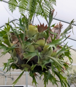The staghorn ferns are rehung on the strong frame of the hoop house. Staghorn ferns are called Platyceriums. They are Old World tropicals native to Africa, northern Australia, and Southeast Asia.