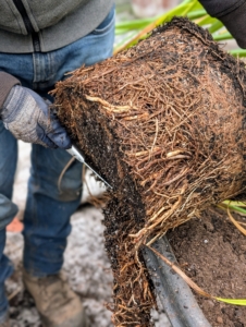 He trims any necessary dead leaves and then gives the root ball some beneficial scarifying cuts.