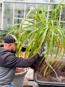 Here's Alex working on a ponytail palm, Beaucarnea recurvata, that needs repotting.