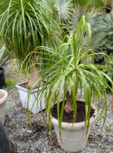 Then it is repotted and fed. Now it's ready to be stored. Once inside any greenhouse, potted plants or trees are arranged with enough space in between them, so they don’t touch. Keeping them separated prevents any diseases that could possibly spread during storage time.