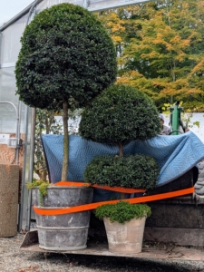 Using moving blankets to protect the plants, and straps, these container topiaries can be safely moved by tractor. These are Australian Brush Cherry trees, Eugenia myrtifolia, also now known as Syzygium paniculatum. The Brush Cherry is an evergreen tree or shrub with shiny dark green leaves native to Australia and New Zealand. I usually display these topiaries in the courtyard behind my Winter House kitchen during summer.