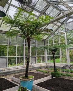 Tree ferns that are too tall for the hoop houses are stored in my vegetable greenhouse. Here they will get lots of light and still be completely protected from any winds.