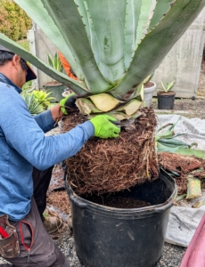 Agaves are also moved into plastic pots. Some of the lower leaves are also trimmed if necessary. When working with agaves, always be careful of the sharp tips of their leaves.
