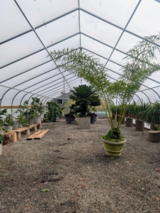 Every year, I evaluate the needs of my plants and decide where they will be stored for the winter months. Plants grow, so they cannot always be stored in the same place. It's a big multiple-day process.