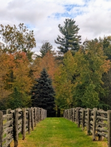 I love the layers of color created by the changing leaves. Although some autumn coloration occurs wherever deciduous trees are found, the most brightly colored foliage is seen in Canada, the northern United States, Scandinavia, northern and western Europe, the Caucasus region near the Black Sea, Russia, eastern Asia, Argentina, Chile, southern Brazil, Korea, Japan, and New Zealand’s South Island.
